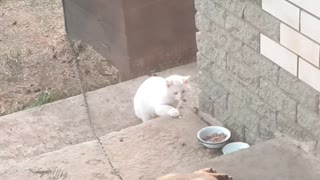 Sneaky Stray Cat Gets Caught Stealing Dog's Food