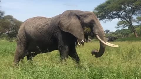 Elephants eating a Grass in big field