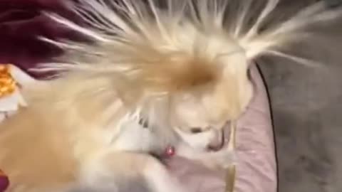cute dog hairs magic