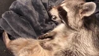 Racoon eating chex mix and sitting down on sofa and watching tv