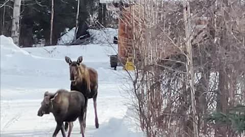 Happy Cat Wants to Meet Moose