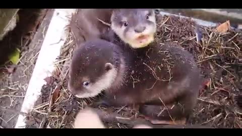 Two little otters