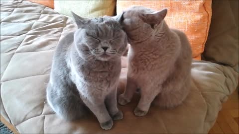 Chubby British Shorthair cats love bathing