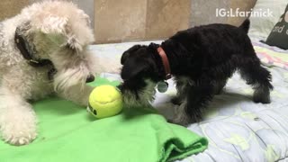 Black puppy takes away ball from white dog