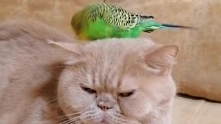 Кот и птица, милые животные #91