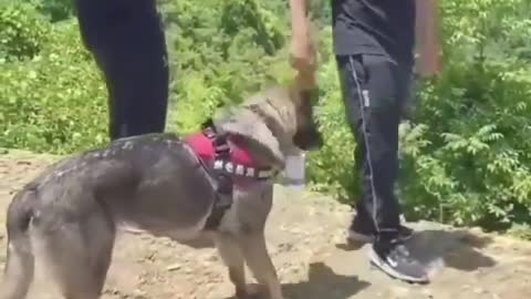 This loving dog is very thirsty