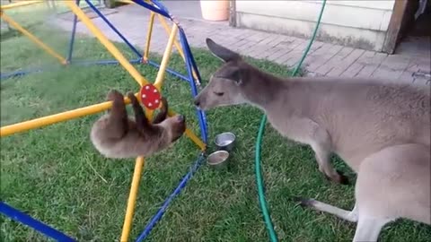 Amazing Fact to # animals baby funny video