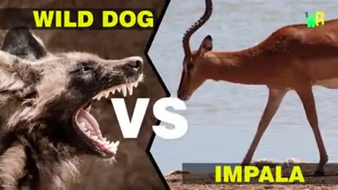 Most dangerous wild dog attack animal fact