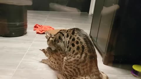 Oh no! Two female Savannah cats trying to mate 🤣!