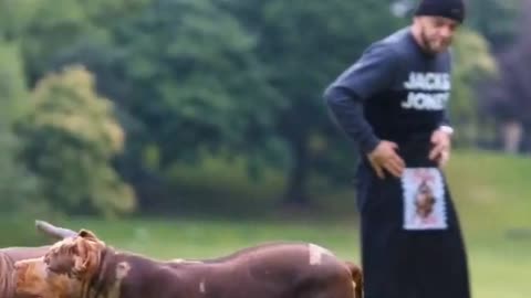 Pitbull Dog playing in ground so cut pitbull Dog