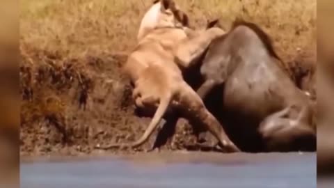 Unexpected outcome when lion confronts herbivores - wildebeet, lion, Zebra, Warthog, Hyena, giraffe