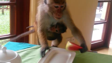 Monkey mom snatches epic meal for baby