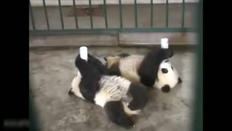 CUTE COMPILATION OF CLIPS OF THESE PANDAS