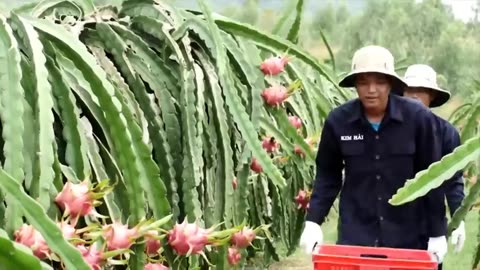 Fruit Farm in Desert Technology - Dragon Fruit,Catus Pear Farming and Harvest - Dragon Fruit Factory