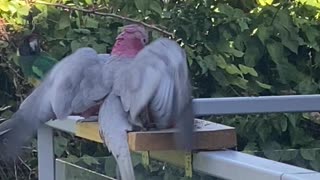 Galahs and Ringnecks Feeding