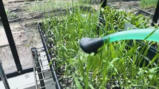 Today in the Garden - 3. Greenhouse & Seedlings