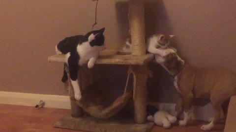 Cat, kitten and puppy share epic playtime moment