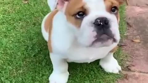 Funny and Adorable Dogs Collection