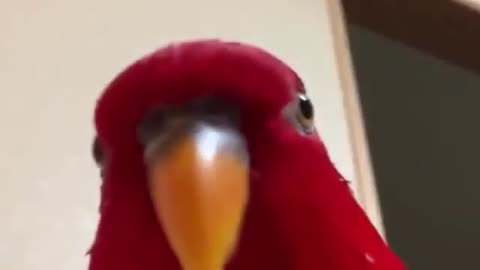 Мем Красный попугай