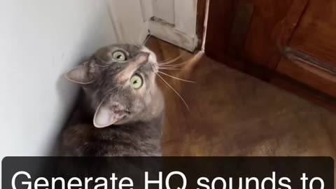 Sounds that attract cats -