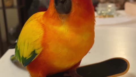 Parrot dances on his skateboard