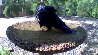 Crow taking a bath