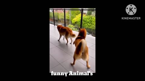 Funny Animal's