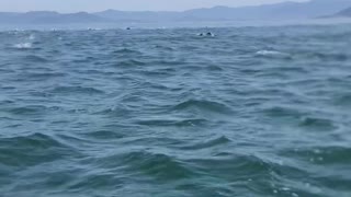 Speed Boat Surrounded by Dolphins
