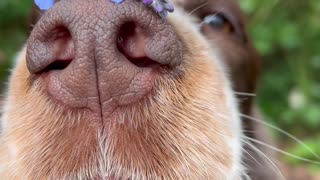 Bonnie Balances Forget-Me-Nots on Her Nose