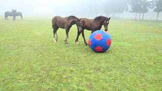 Playful foals having fun with giant toy ball