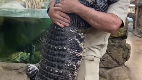 This grandpa is holding a big and fierce crocodile