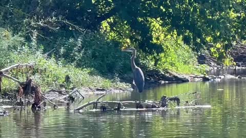 Great Blue Heron Humber River