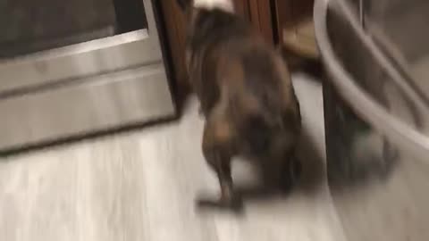 Otis the Bulldog Chases Laser