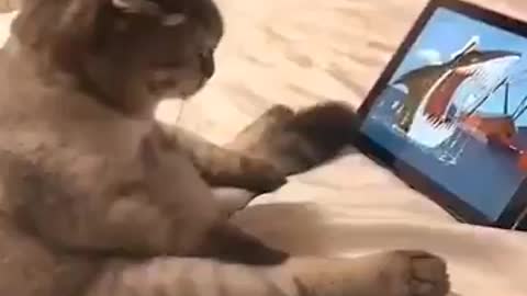 VEJA ISSO, gato assistindo desenho