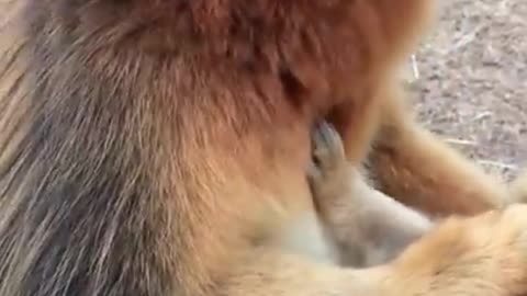 CUTE GOLDEN SNUB-NOSED MONKEY EATING FRUITS