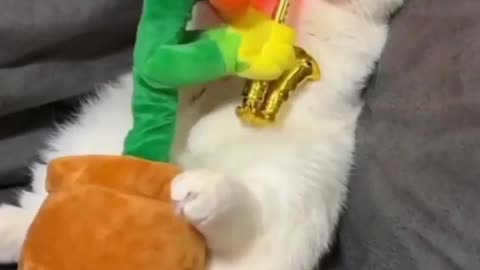 Cute and sweet cat short video 😍🐱