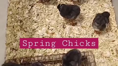 💕 Love this time of year/ Spring chicks in the brooder. #barredrock #chicks #homesteading