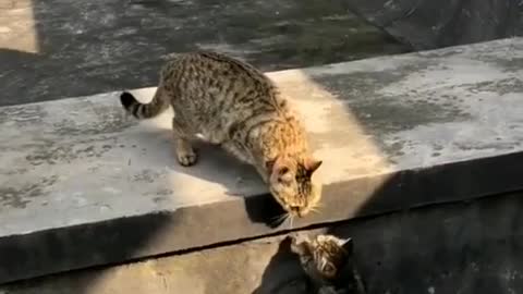 Mother cat teaching her baby kitten #cat #cats #funnycat #kitten