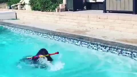 Huge puppy "makes waves" learning how to swim