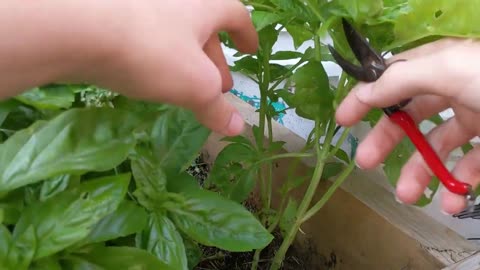 How To Prune Basil So It Lasts Forever. (Infinite ♾️ Basil Hack!)