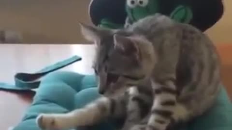 Lustige Katze - Funny Cat - Funny Fail, Lustiges Video, lol, lachen