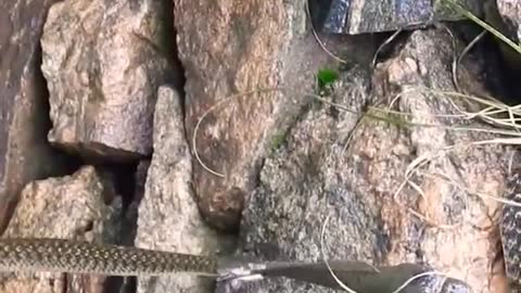 #snake fight with fish.