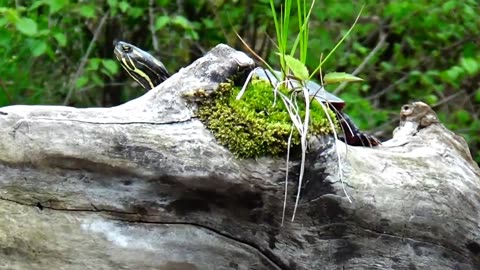 Painted Turtle