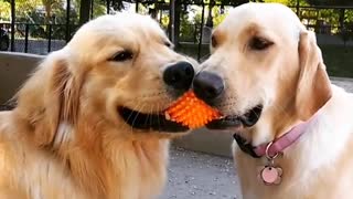 Two golden labrador dogs hold unto an orange ball together