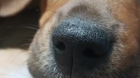 Brown dog between jeans legs lady close up scratch laying on back belly rub