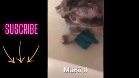 Cat doesn't want to shower