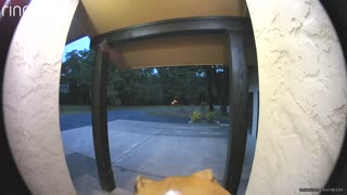 Dog Tests Out New Doorbell