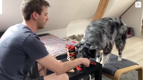 The dog who has fun playing Jenga with his master