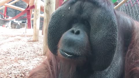 An Orangutan is Eating Inside His Cage