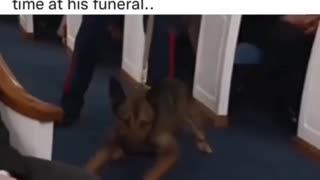 Dog Greets His War Partner for the last time